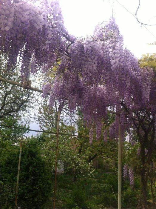 глициния- роскошная лиана с душистыми сиреневыми соцветиями