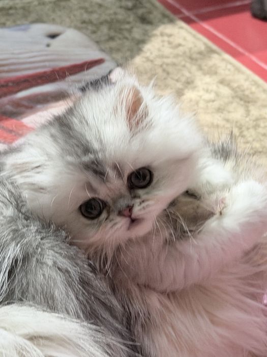 Британка! Шиншила серебро!