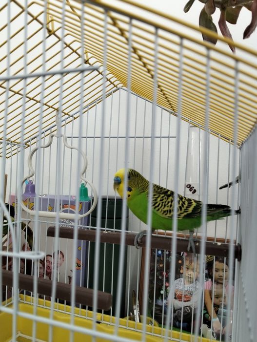 Продам Попугай вместе с клеткой