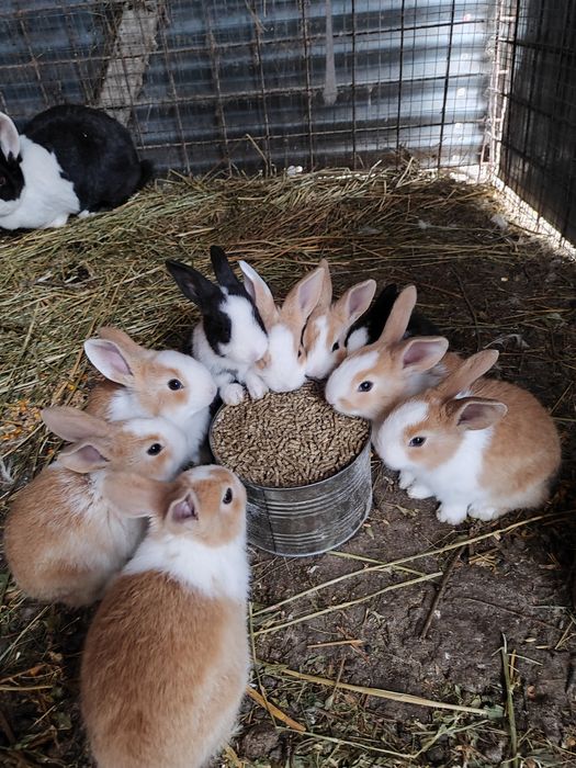 Iepurași hycole francez înțărcați