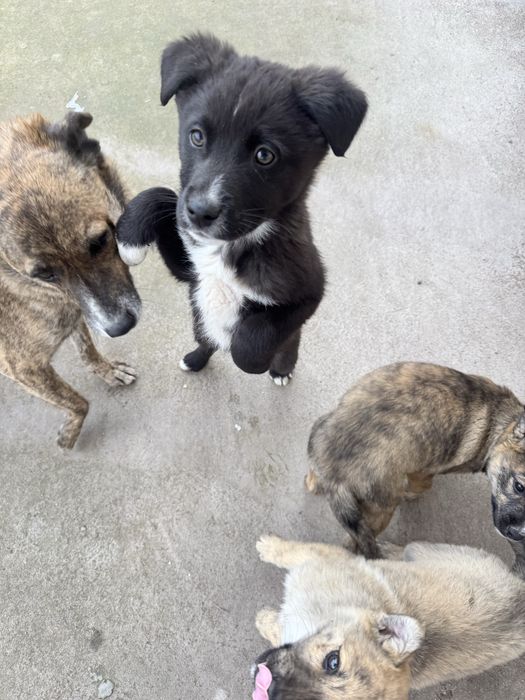 домащние щенята