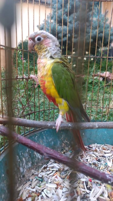 Ананасовый  Пиррура папугае прадаётся