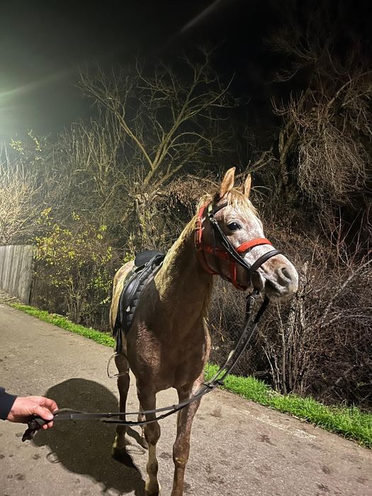 Armăsar arab de vânzare