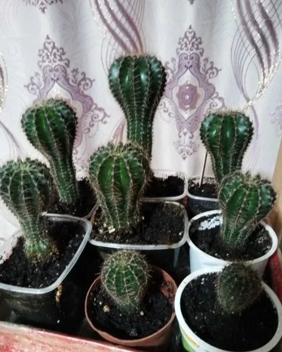 Фиалка. кактус.цветы