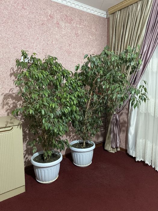 Фикус Бенжамин цвети