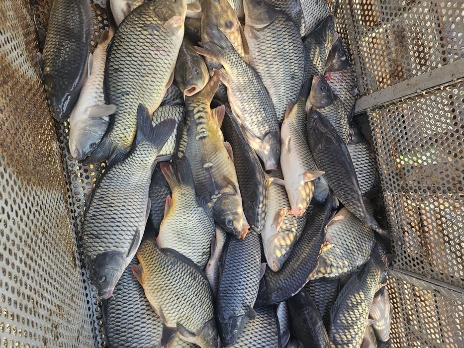 Caras pentru pescuit