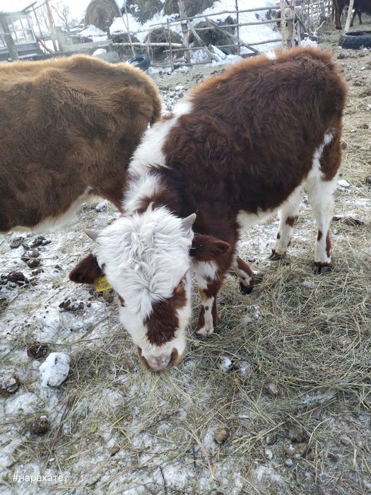 Продам телят бычки