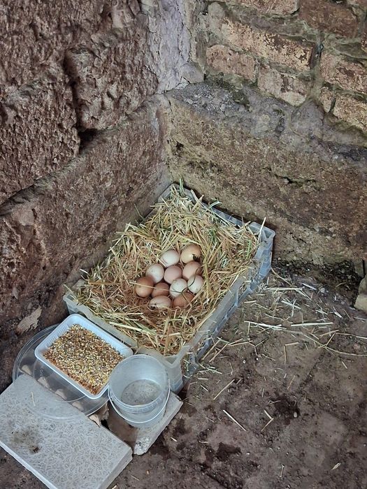 Kurk tovuqlar sotiladi. Курк товук, 2 дона.