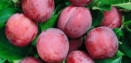 Prun Sangue Di  Drago