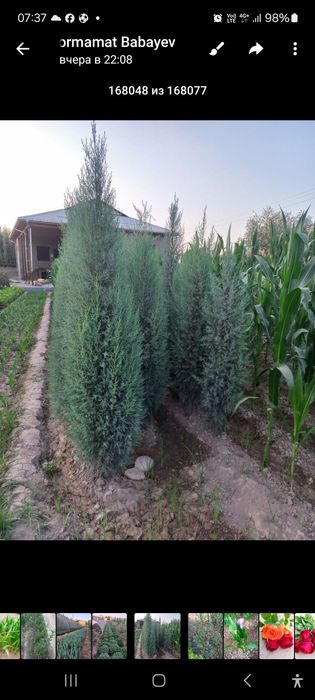 Sezon boshlandi cheklanmagan miqdorda archa kuchatini yetqazib beramiz
