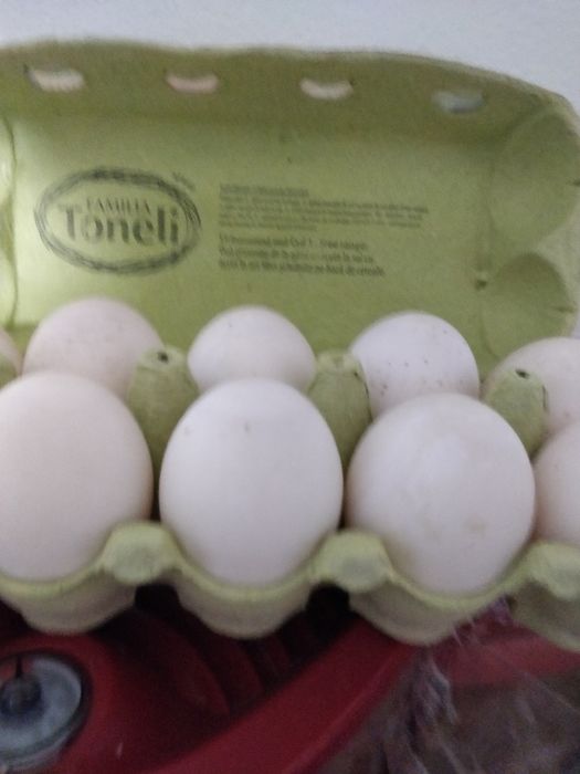 Oua de rata bune mancat