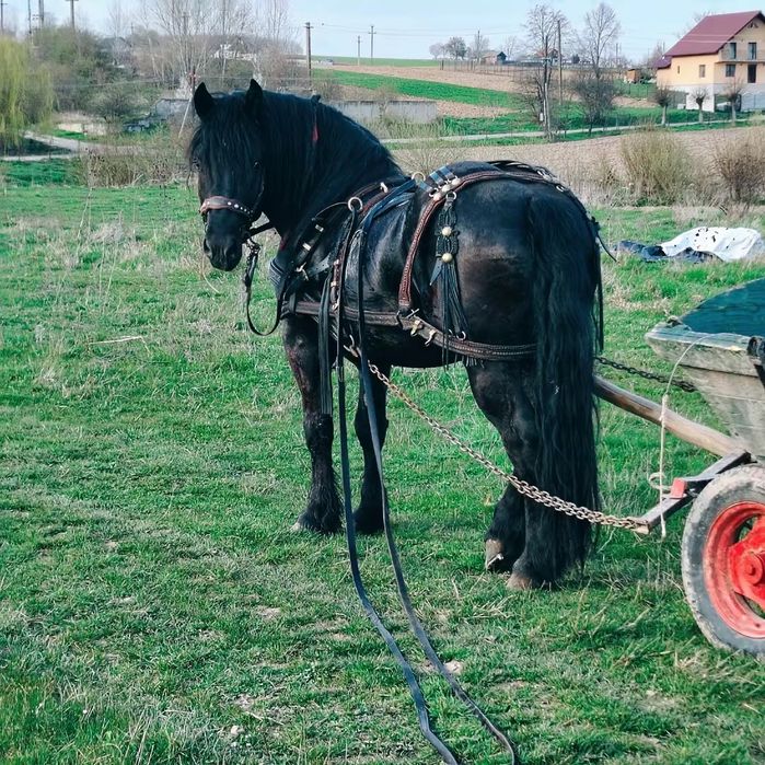 De vânzare armăsar în vârstă 3 ani
