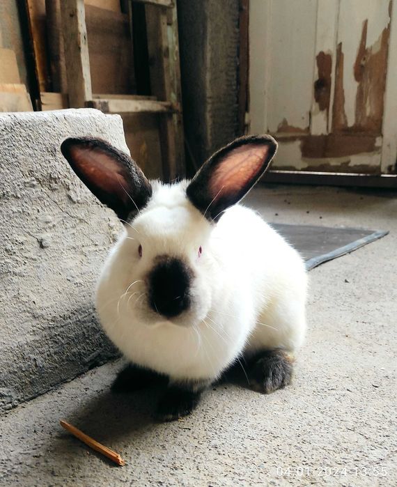 Самцы Калифорнийской породы. Куён/ quyon/ қуён/ самец