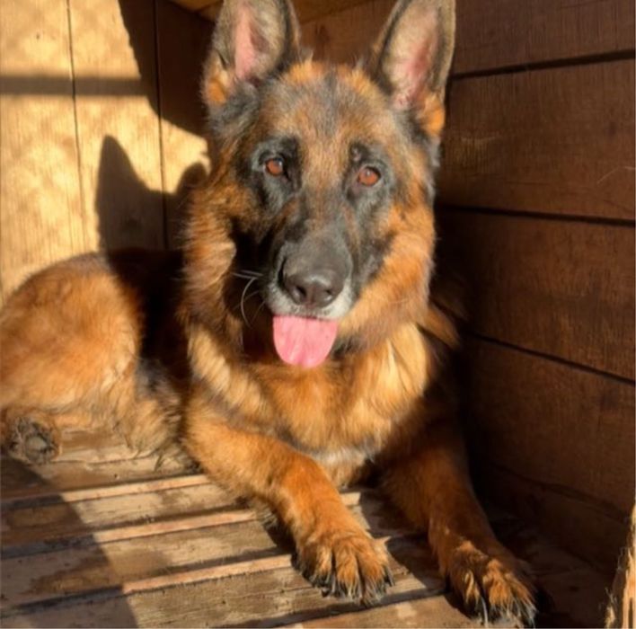 Щенки немецкой овчарки - бронирование