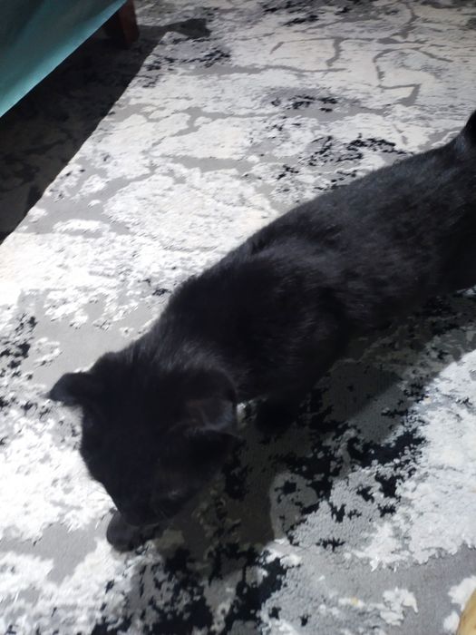 Вислоухий кошка продом