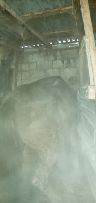 Продаётся лошадь 100дней на корме стоит