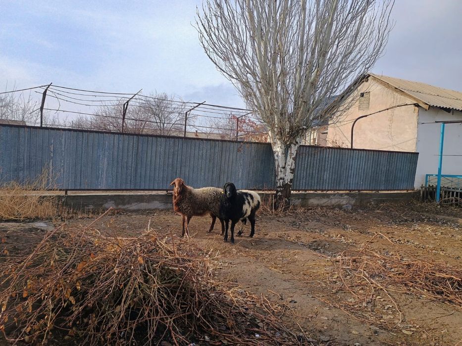 Сатылады бидайға бағылған