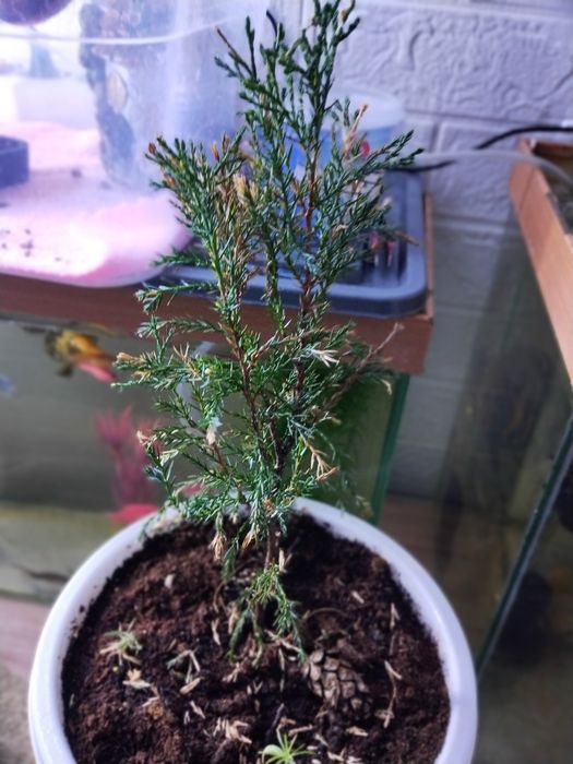 Туя хвойное растение