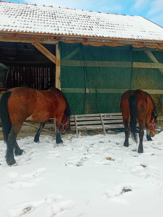 Iapa cu mănz de vânzare