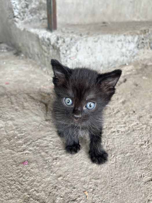 Котята