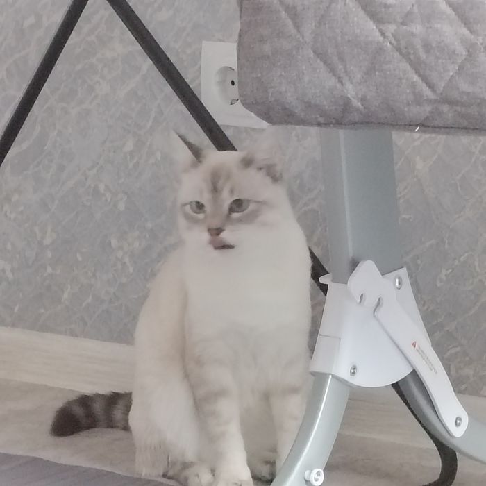 Отдам  даром Бесплатно