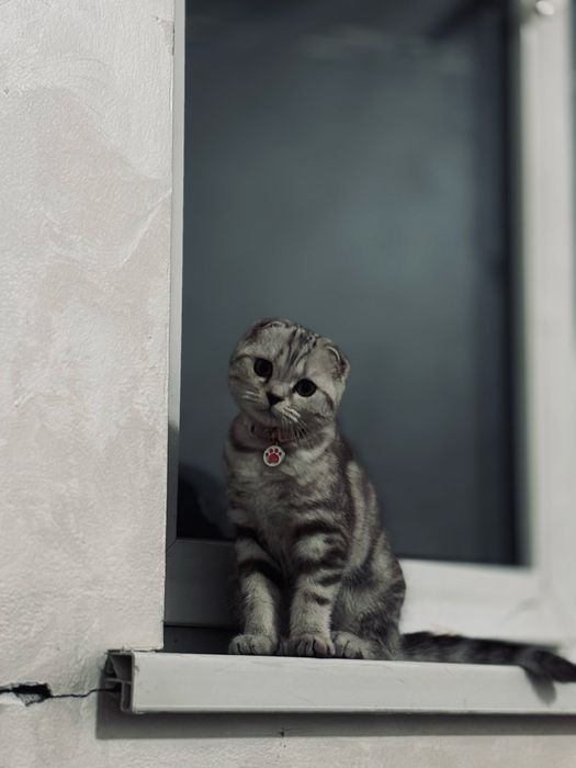 Продам кошку шотланский вислоухий