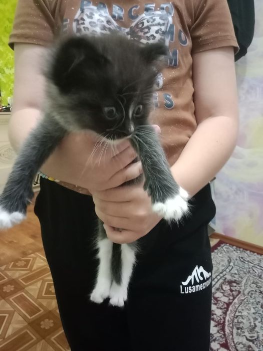 Отдам котят в добрые руки