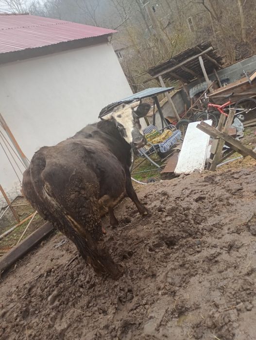 Vaca de-a fata preț negociabil