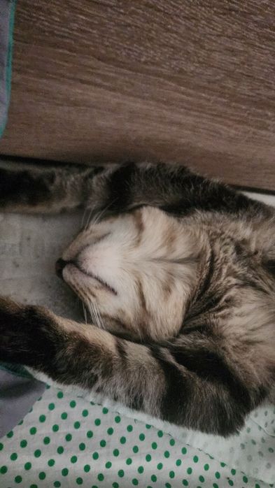 Продам котенка,домашний милый