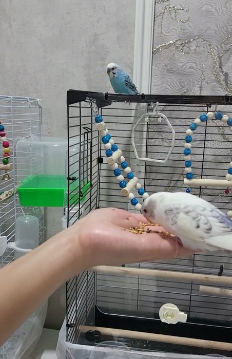 Попугай продаётся