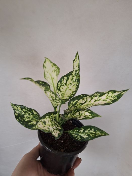 Комнатные растения одоптированые