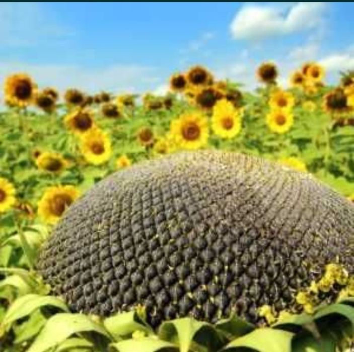 Sămânță Floarea Soarelui pe erbicidare EXPRESS sac 90/150.000 boabe