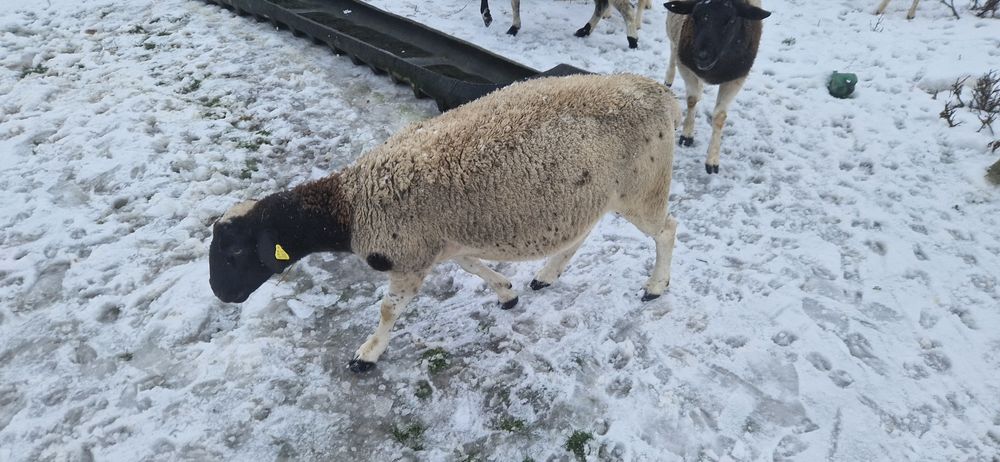 Oi dorper de vanzare