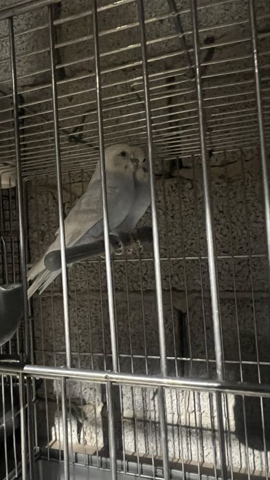 Попугай волнистые Пара