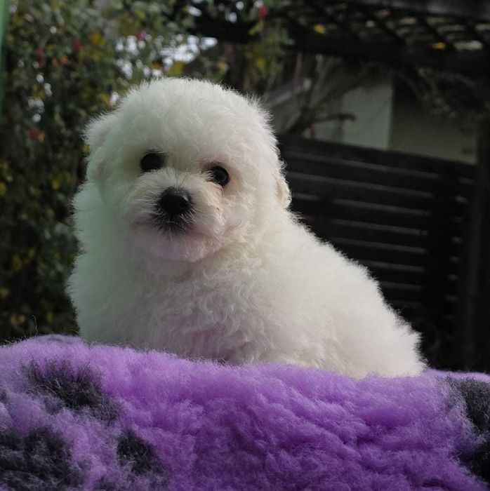 Bichon Frise  cu pedigree FCI