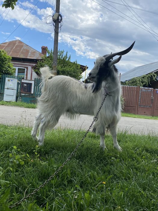 Vând țap Carpatin, 1 ani