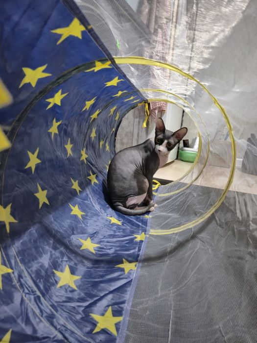 Вязка канадский сфинкс