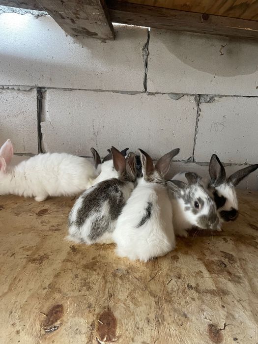 Iepurași metis de fluture