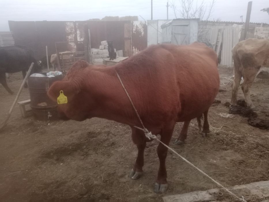 Семіз сиыр сатылады