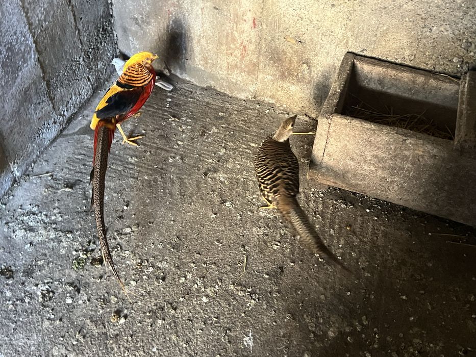 Vand pereche fazani auriu pe rosu , plus altele