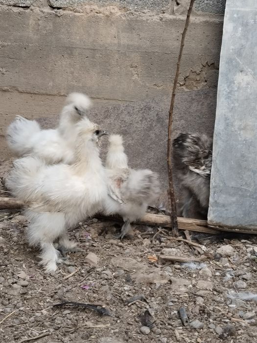 продам китайских шелковых цыплят