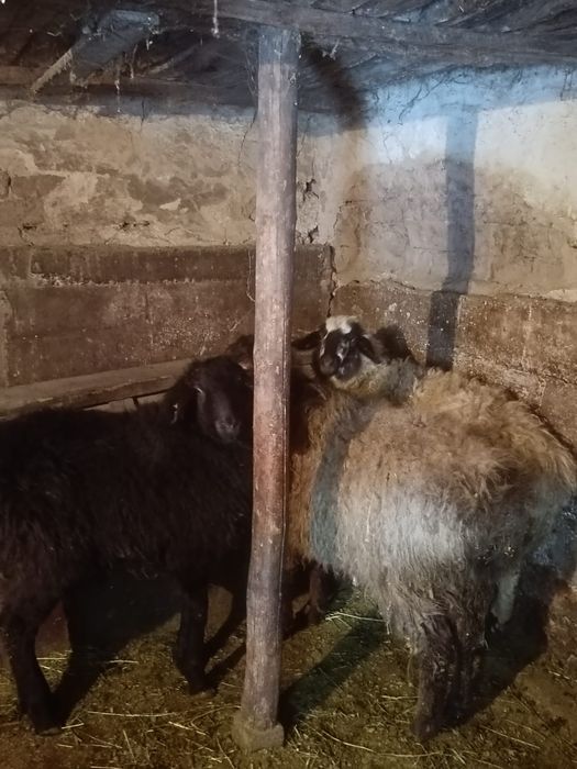 Продам баран молодых