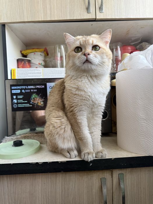 Вязка коты шиншиллы золотой и серебристый