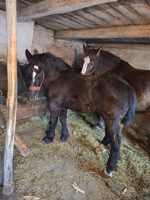 De vânzare mânz de 6 luni