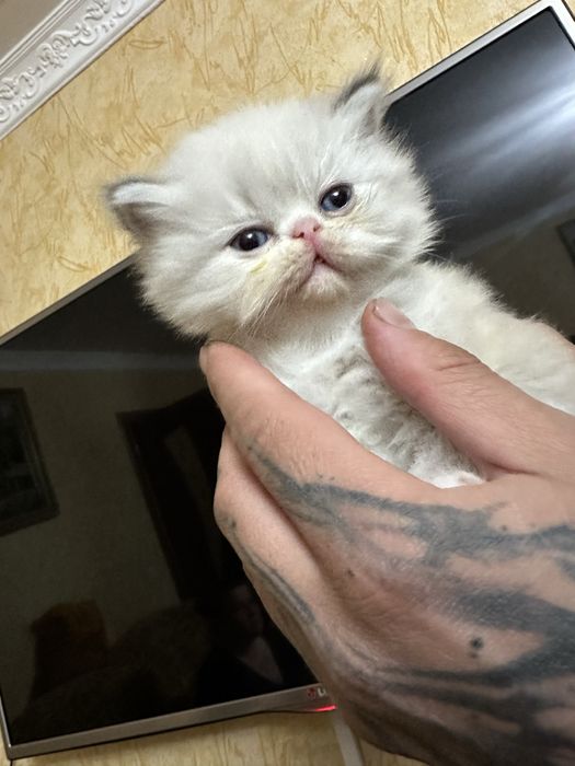 Котенок персидская девочка