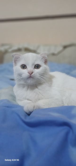 Шотландская вислоухая кошка