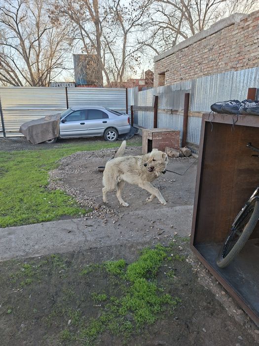 Отдам даром кавказис