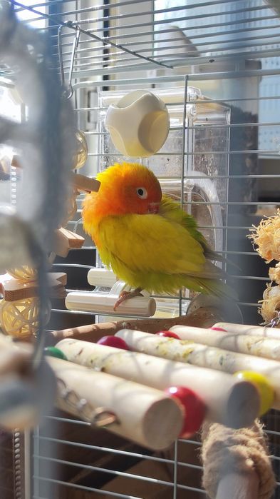 Неразлучник самец 4 месяца