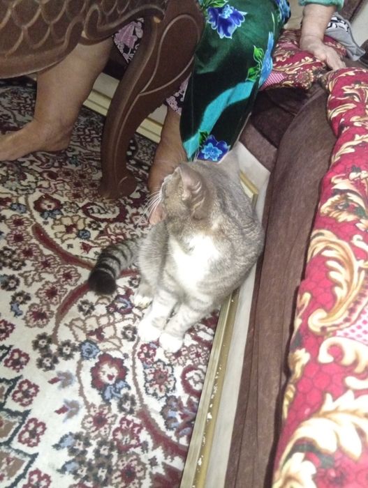 Asal mushukchamiz aqilli latokgaqiladi axlatini emlangan