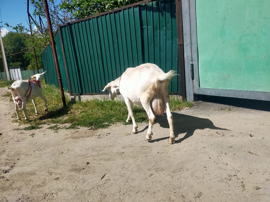 Продам зааненскую козу